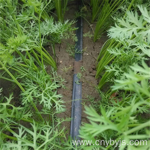 Carrot Water saving drip irrigation zone